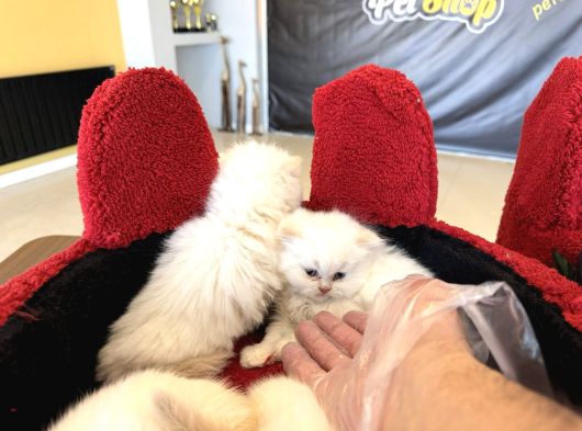 Top Kafa Scottish Fold Yavrulari Fenomen Pet Shop görsel