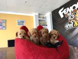 EN GÜZEL TOY POODLE YAVRULAR ANKARA  MAGAZAMIZDA CANLI GÖRÜN