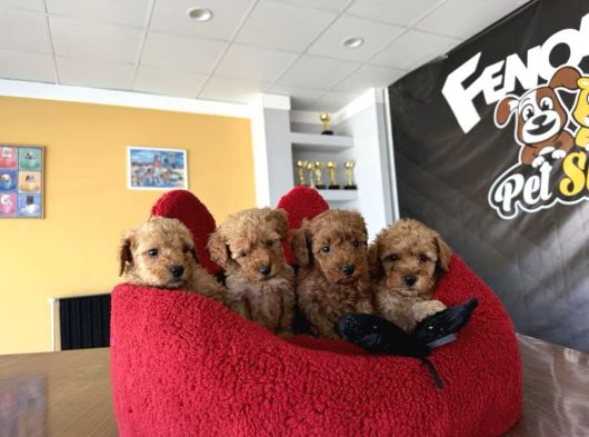En Güzel Toy Poodle Yavrular Ankara  Magazamizda Canli Görün