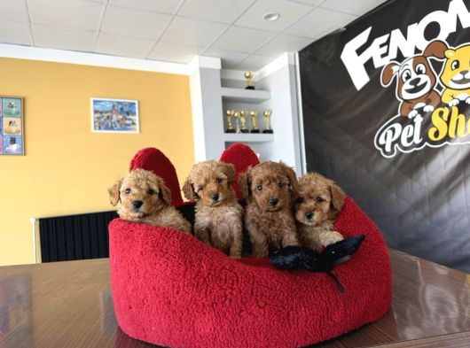En Güzel Toy Poodle Yavrular Ankara  Magazamizda Canli Görün görsel