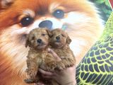 Hipoalerjenik Maltipoo Yavrularımız Yeni Yavsına Hazır