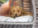 Hipoalerjenik Maltipoo Yavrularımız Yeni Yavsına Hazır
