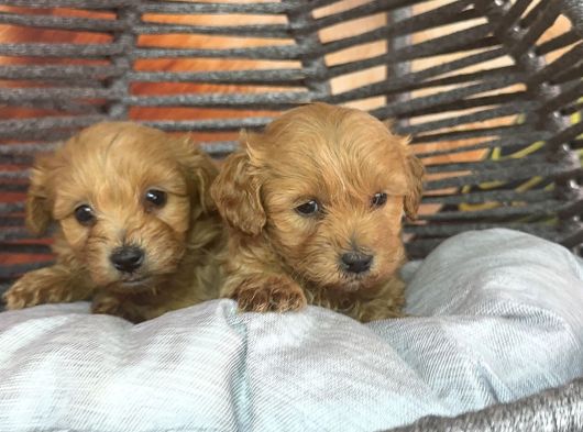 Hipoalerjenik Maltipoo Yavrularımız Yeni Yavsına Hazır görsel