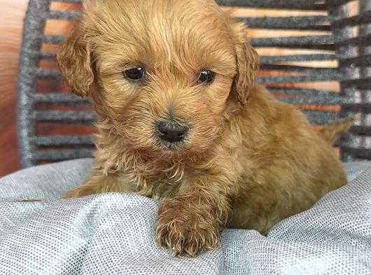 Hipoalerjenik Maltipoo Yavrularımız Yeni Yavsına Hazır