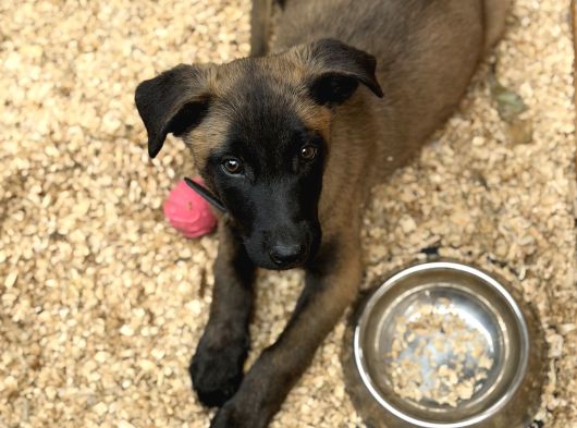 Belçika Malinois Safkan A Kalite Erkek Yavru