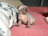 Mavi Gözlü Neşe Dolu Tüysüz Kedi Yavrularım