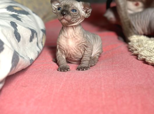 Mavi Gözlü Neşe Dolu Tüysüz Kedi Yavrularım görsel
