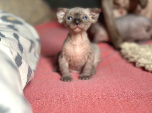 Mavi Gözlü Neşe Dolu Tüysüz Kedi Yavrularım