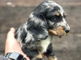 Dachshund Line Blu Merle
