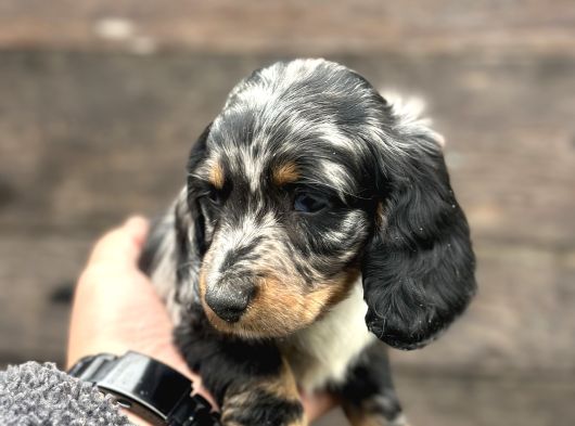 Dachshund Line Blu Merle görsel