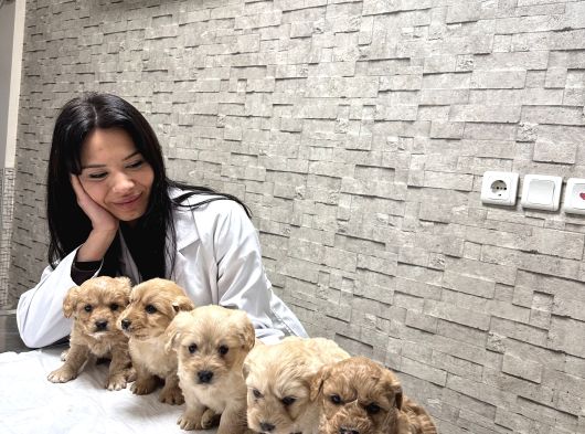 Uygunn Aşılı Maltipoo Yavrular  Ev Ortamında Büyüdülerr
