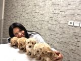 Uygunn Aşılı Maltipoo Yavrular  Ev Ortamında Büyüdülerr