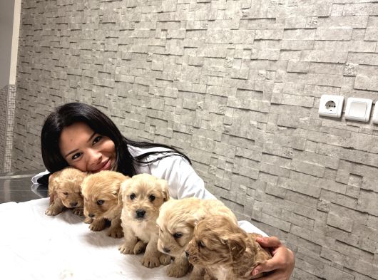 Uygunn Aşılı Maltipoo Yavrular  Ev Ortamında Büyüdülerr görsel