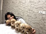 Uygunn Aşılı Maltipoo Yavrular  Ev Ortamında Büyüdülerr