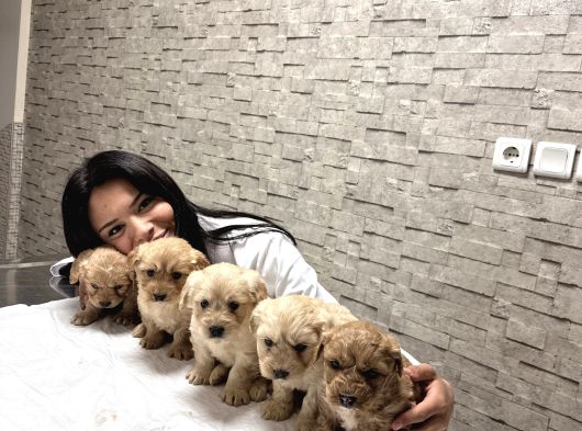 Uygunn Aşılı Maltipoo Yavrular  Ev Ortamında Büyüdülerr görsel