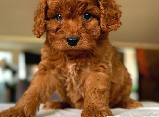 Maltipoo Kardeşler