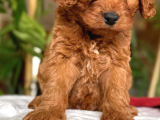 Maltipoo Kardeşler
