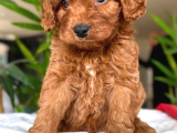 Maltipoo Kardeşler