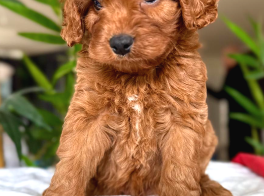 Maltipoo Kardeşler görsel