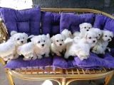 Teacup Garantili Maltese Bebeklerimiz Hazır
