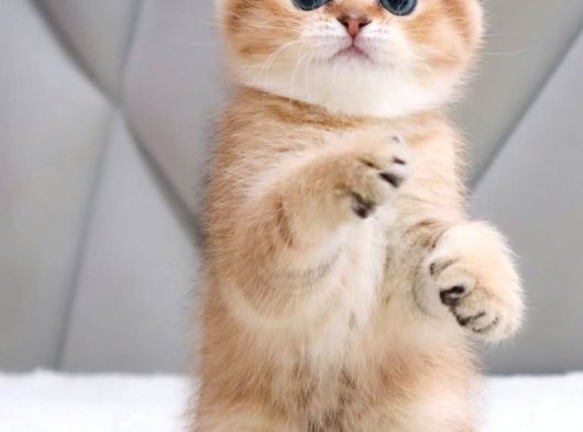 Top Kafacık Golden Scottish Fold görsel