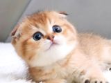 Top Kafacık Golden Scottish Fold