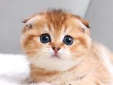 Top Kafacık Golden Scottish Fold