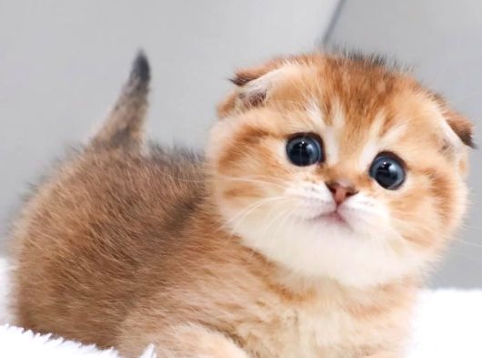 Top Kafacık Golden Scottish Fold görsel