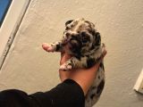 Irk Standartlarına Uygun Merle French Bulldog Yavrularımız