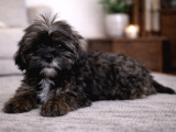 Shih Tzu Yavru Teacup Minik Dişi Ve Erkek Shihtzu