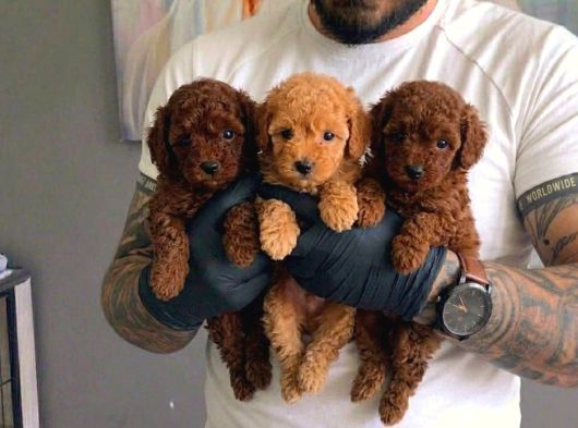 Safkan Toy Poodle Yavrulari