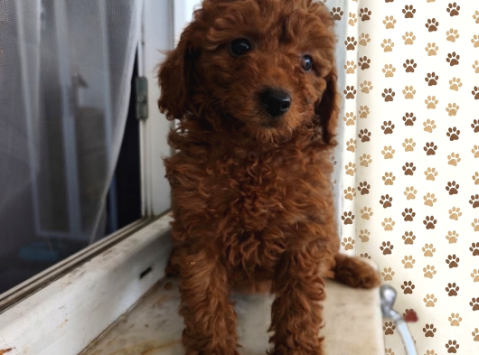 Şeker Tadında Pofuduk Poodle Bebekler görsel