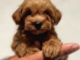 Irk ve Sağlık Garantili Maltipoo Bebekler