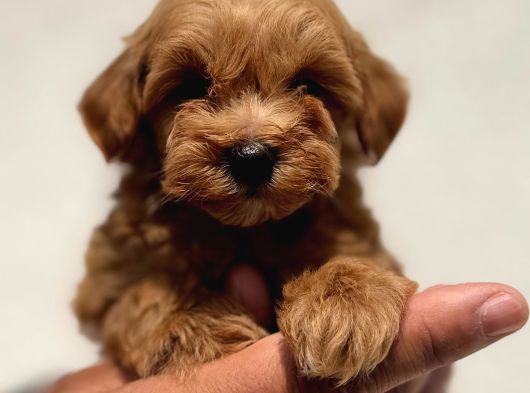 Irk Ve Sağlık Garantili Maltipoo Bebekler