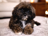 Shih Tzu Yavru Teacup Minik Dişi Ve Erkek Shihtzu