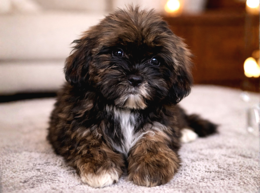 Shih Tzu Yavru Teacup Minik Dişi Ve Erkek Shihtzu görsel