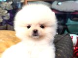 Pomerri̇an Boo Sevi̇mli̇ Yavrular