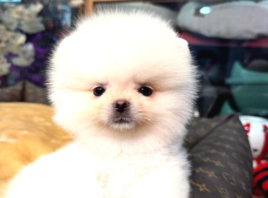 Pomerri̇an Boo Sevi̇mli̇ Yavrular görsel