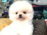 POMERRİAN BOO SEVİMLİ YAVRULAR