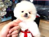 Pomerri̇an Boo Sevi̇mli̇ Yavrular