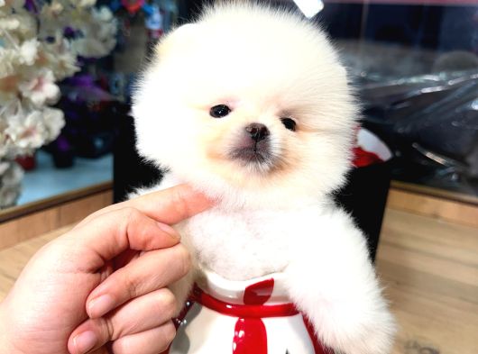 Pomerri̇an Boo Sevi̇mli̇ Yavrular görsel