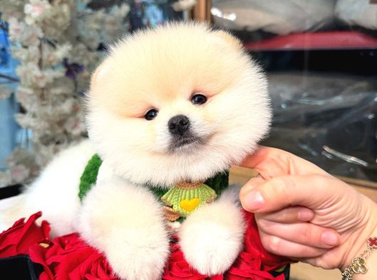 Pomerri̇an Boo Sevi̇mli̇ Yavrular görsel