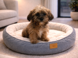Shih Tzu Yavru Teacup Minik Dişi Ve Erkek Shihtzu