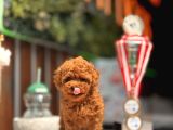 Teacup Poodle Yavrular