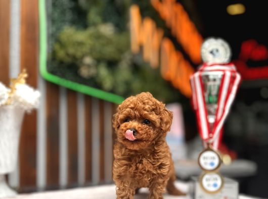 Teacup Poodle Yavrular görsel