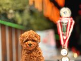 Teacup Poodle Yavrular
