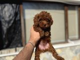 Toy Poodle Yavrulari