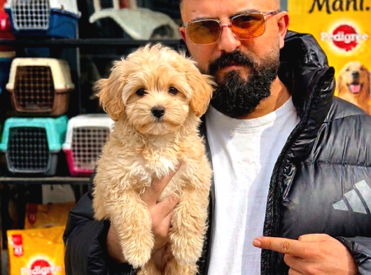 Üst Düzel Maltipoo