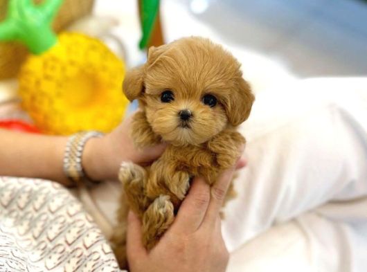 Vecihiden ırk ve sağlık garantili mini kore maltipoo bebekle