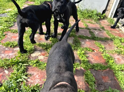 Safkan Cane Corsa görsel